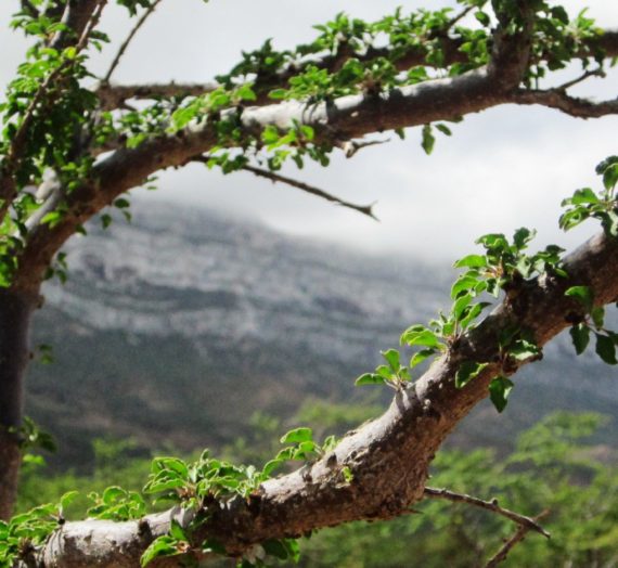 Socotra